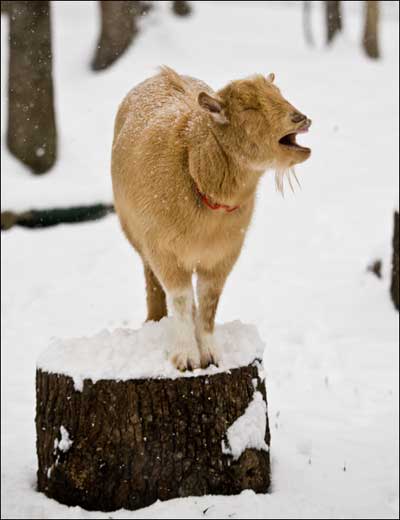 A goat in the snow