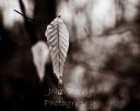 Leaf with Ice