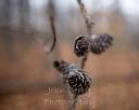 Pine cones