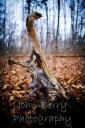 Tree stump