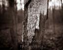 Tree bark