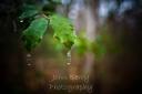 holly leaves