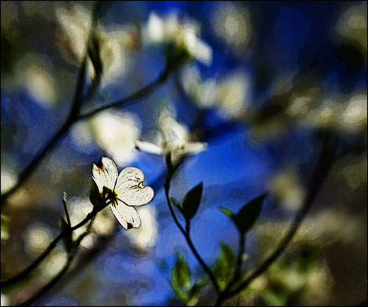 Dogwood