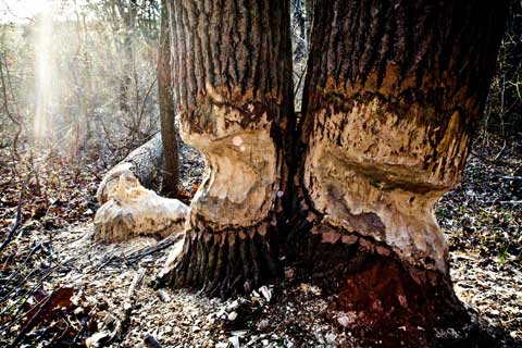 Beavers