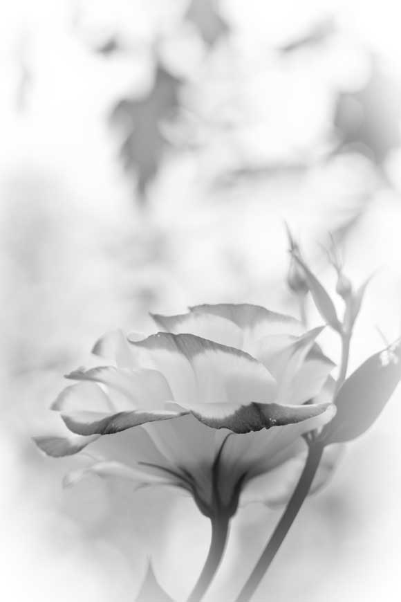 645-080719-037 Lisianthus