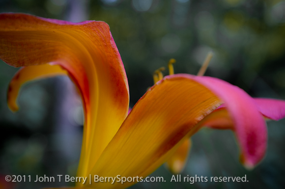 June/24/11: day lilies