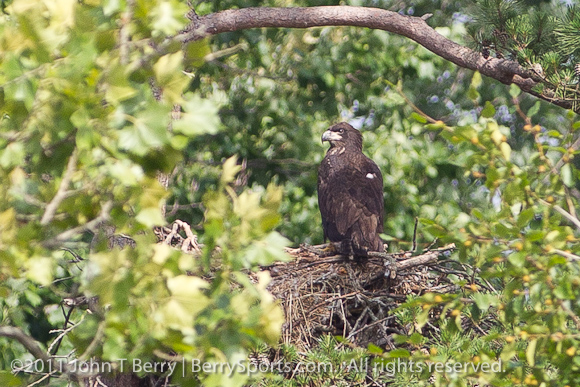 June/25/11: bald eagle and landscape