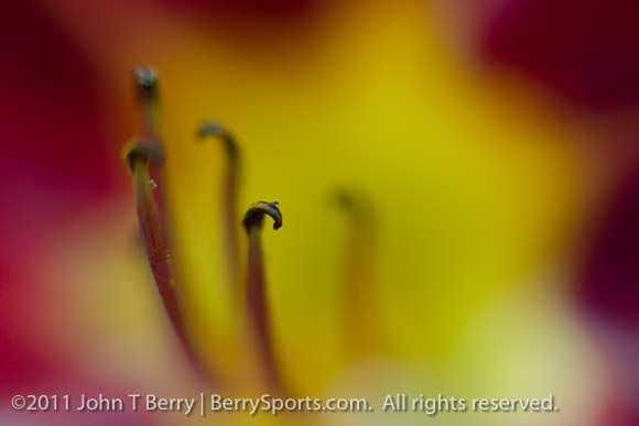 July/2/11: lilies