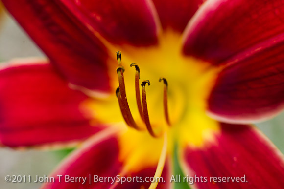 July/2/11: lilies
