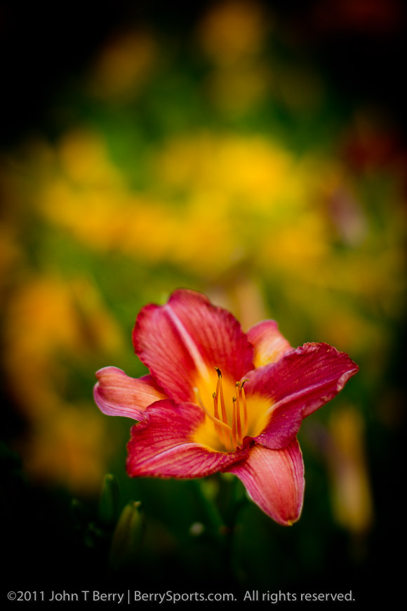 July/2/11: lilies
